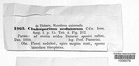 Cladosporium nodulosum image